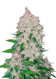 FBS05F9017 - FAST BUDS - STARDAWG AUTO | 5 GRAINES