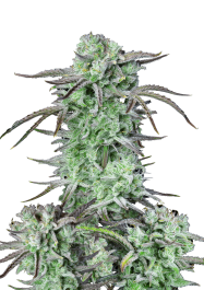 FBS10F9045 - FAST BUDS - STRAWBERRY BANANA AUTO FEM | 10 SEMI