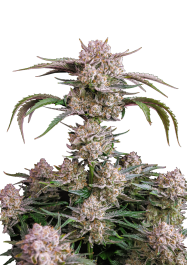 FBS25F9055 - FAST BUDS - STRAWBERRY GORILLA AUTO FEM | 25 SEMI