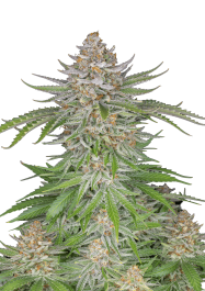 FBS05F0137 - FAST BUDS - STRAWBERRY PIE AUTO | 5 SEMI