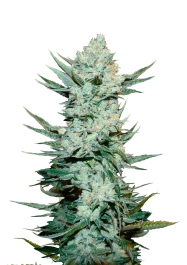FBS05F9016 - FAST BUDS - TANGIE'MATIC AUTO | 5 SEEDS