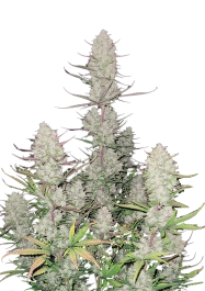 FBS50F9059 - FAST BUDS - TROPICANA COOKIES AUTO FEM | 50 SEMI