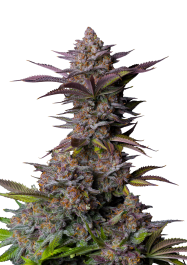 FBFFNA50005 - FAST BUDS - TROPICANA COOKIES FAST FLOWERING FEM | 5 SEMI