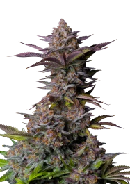 FBFFNA50003 - FAST BUDS - TROPICANA COOKIES FLORACIÓN RÁPIDA FEM | 3 SEMILLAS