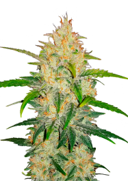 FBS05F9022 - FAST BUDS - ZKITTLEZ AUTO | 5 SEMI