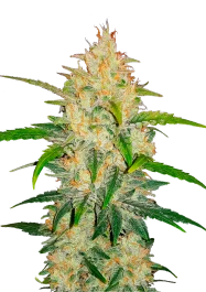 FBS05F9022 - FAST BUDS - ZKITTLEZ AUTO | 5 SEMILLAS