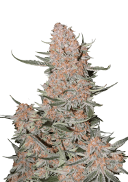 FB52100 - FAST BUDS - ZTRAWBERRIEZ AUTO FEM | 100 SEMI