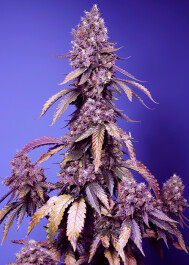 SWFVBM005 - SWEET SEEDS - BLACK MUFFIN F1 FAST VERSION® FEM (SWS111) | 5+2 SEMI