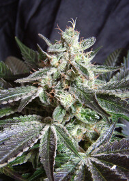 SWBJ100 - SWEET SEEDS - BLACK JACK® FEM (SWS01) 100 SEMI
