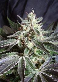 SWBJ100 - SWEET SEEDS - BLACK JACK® FEM (SWS01) 100 SEEDS