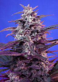 SWABS3 - SWEET SEEDS - BLOODY SKUNK AUTO® FEM (SWS44) | 3+1 SEMI