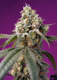 SWBBAP25 - SWEET SEEDS - BRUCE BANNER AUTO® FEM (SWS91) | 25 SEMI