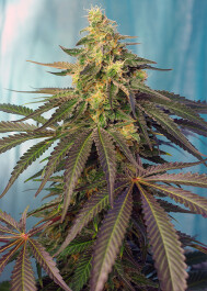 SWCCCP5 - SWEET SEEDS - CREAM CARAMEL CBD® FEM (SWS67) | 5+2 SEMI Disponibili fino a fine scorte
