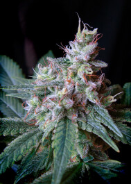 SWFVCC5 - SWEET SEEDS - CREAM CARAMEL F1 FAST VERSION® FEM (SWS40) | 5+2 SEMI