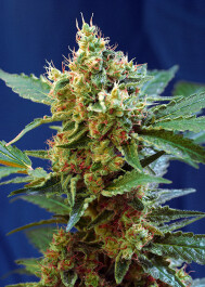 SWACMXLP5 - SWEET SEEDS - CREAM MANDARINE XL AUTO® FEM (SWS55) | 5+2 SEMI