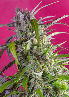 SWCRCAP25 - SWEET SEEDS - CRYSTAL CANDY AUTO® FEM (SWS61) | 25 SEMI Disponibili fino a fine scorte