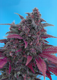 SWADD100 - SWEET SEEDS - DARK DEVIL AUTO® FEM (SWS38) | 100 SEMI