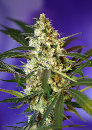 FAB5 - SWEET SEEDS - FAST BUD AUTO® FEM (SWS16) | 5+2 SEMI Disponibili fino a fine scorte