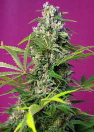 SWGG5 - SWEET SEEDS - GORILLA GIRL® FEM (SWS74) | 5+2 SEMI