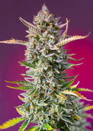 SWGSFVP5 - SWEET SEEDS - GORILLA SHERBET F1 FAST VERSION® FEM (SWS98) | 5+2 SEMI