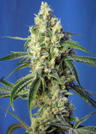 SWGPCP3 - SWEET SEEDS - GREEN POISON CBD® FEM (SWS70) | 3+1 SEMI Disponibili fino a fine scorte