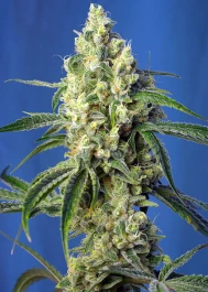 SWGPCP5 - SWEET SEEDS - GREEN POISON CBD® FEM (SWS70) | 5+2 SEEDS Available while stocks last