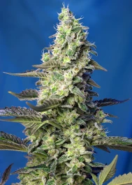 SWGPXLAP5 - SWEET SEEDS - GREEN POISON XL AUTO® FEM (SWS71) | 5+2 GRAINES