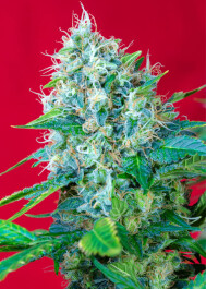 SWGP100 - SWEET SEEDS - GREEN POISON® FEM (SWS14) | 100 SEMI
