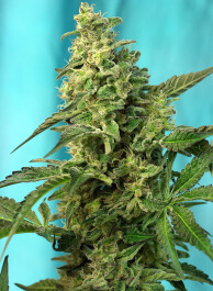SWGPFV100 - SWEET SEEDS - GREEN POISON F1 FAST VERSION® FEM (SWS41) | 100 SEMI