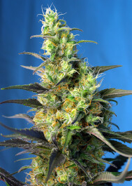 SWICCP3 - SWEET SEEDS - NYC DIESEL CBD® FEM (ex ICE COOL CBD® FEM) | 3+1 SEMI