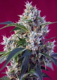 SWIBKP5 - SWEET SEEDS - INDIGO BERRY KUSH® FEM (SWS63) | 5+2 SEMI Disponibili fino a fine scorte