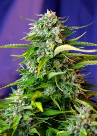 SWAJ475 - SWEET SEEDS - JACK 47 AUTO® FEM (SWS31) | 5+2 SEMILLAS Disponible hasta fin de existencias