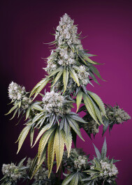 SWJZXLA005 - SWEET SEEDS - JEALOUSY Z XL AUTO® FEM (SWS108) | 5+2 SEMI