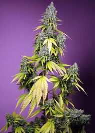 SWJFMXLA025 - SWEET SEEDS - JET FUEL MANDARINE XL AUTO® FEM (SWS109) | 25 SEMI