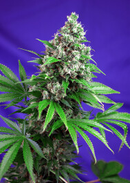 SWFVKK3 - SWEET SEEDS - KILLER KUSH F1 FAST VERSION® FEM (SWS52) | 3+1 SEMI