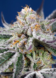 SWOAGXLA005 - SWEET SEEDS - ORANGE APRICOT GLUE XL AUTO® FEM (SWS103) | 5+2 SEMI