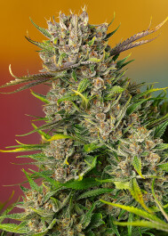 SWPZA003 - SWEET SEEDS - PAPAYA ZOAP AUTO® FEM (SWS107) | 3+1 SEMI