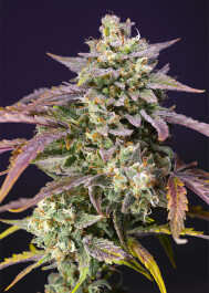 SWPPOGXLA3 - SWEET SEEDS - PURPLE PUNCH OG XL AUTO® FEM (SWS96) | 3+1 SEMI