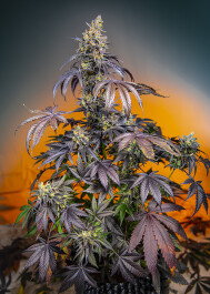 SWRGGXLAP3 - SWEET SEEDS - RED GORILLA GIRL XL AUTO® FEM (SWS89) | 3+1 SEMI