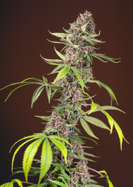 SWFVRM5 - SWEET SEEDS - RED MANDARINE F1 FAST VERSION® FEM (SWS52) | 5+2 SEMI