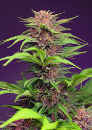 SWRMXLA025 - SWEET SEEDS - RED MIMOSA XL AUTO® FEM (SWS104) | 25 SEMI