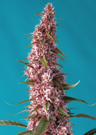 SWRPACP3 - SWEET SEEDS - RED PURE AUTO CBD® FEM (SWRPACP3) | 3+1 SEMI