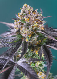 SWRSBAP3 - SWEET SEEDS - RED STRAWBERRY BANANA AUTO® FEM (SWS90) | 3+1 SEMI