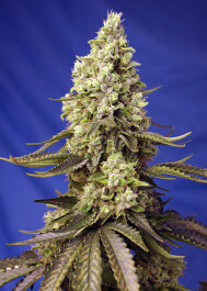 SWRXLAP3 - SWEET SEEDS - RUNTZ XL AUTO® FEM (SWS88) | 3+1 SEMI