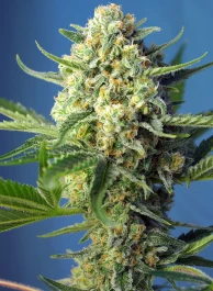 SWSAA3 - SWEET SEEDS - S.A.D. SWEET AFGANI DELICIOUS AUTO® FEM (SWS24) | 3+1 SEEDS