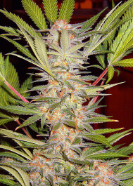 SWFVS25 - SWEET SEEDS - S.A.D. SWEET AFGANI DELICIOUS F1 FAST VERSION® FEM (SWS53) | 25 SEMI