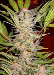 SWSA100 - SWEET SEEDS - S.A.D. SWEET AFGANI DELICIOUS S1® FEM (SWS02) | 100 SEEDS