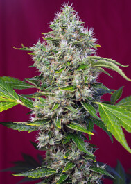 SWSFLKP5 - SWEET SEEDS - SAN FERNANDO LEMON KUSH FEM® (SWS62) | 5+2 SEMI