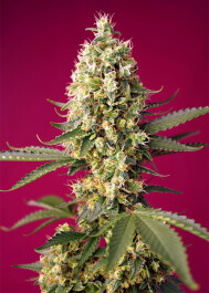 SWSWOGRXLA3 - SWEET SEEDS - SKYWALKER OG RUNTZ XL AUTO® FEM (SWS97) | 3+1 SEMI