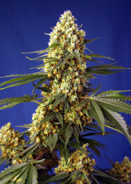 SWSBGXLA3 - SWEET SEEDS - STRAWBERRY BANANA GELATO XL AUTO® FEM (SWS99) | 3+1 SEMI